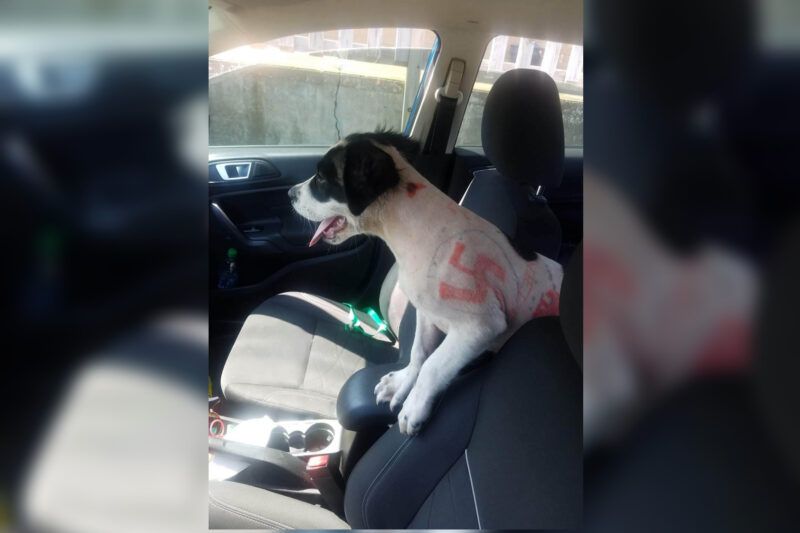 Cadela pintada com insultos e suástica é resgatada por ONG