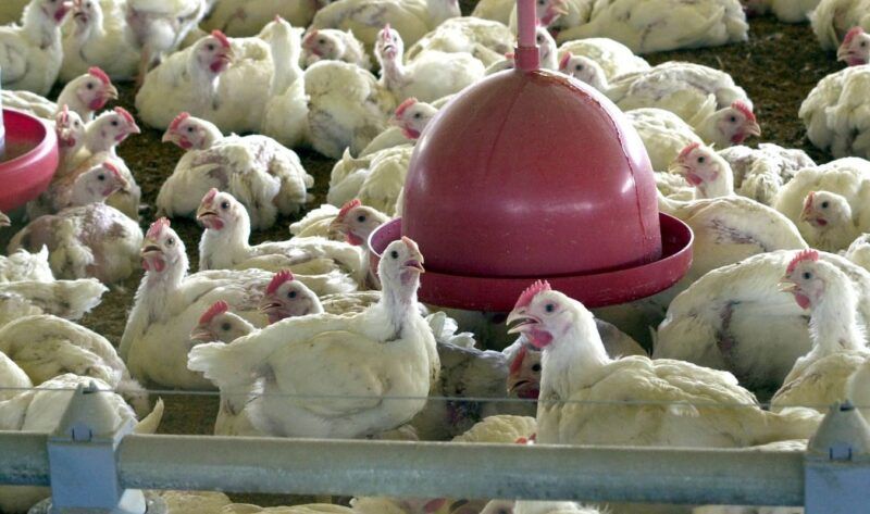 Brasil decreta emergência zoossanitária após novos casos de gripe aviária