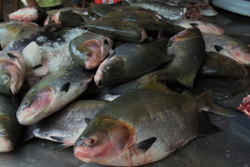 Peixes consumidos em 6 estados da Região Norte têm contaminação por mercúrio