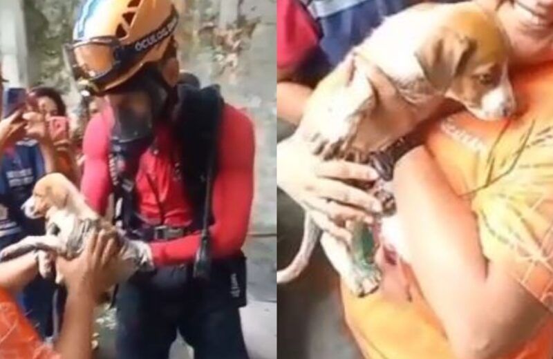 Vídeo: Cadela é resgatada após cair em galeria subterrânea em Manaus