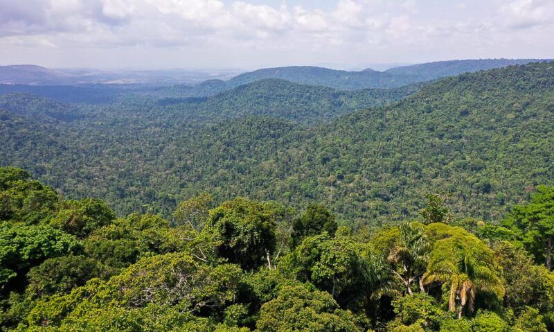 Desmatamento na Amazônia diminuiu 31% de janeiro até maio, diz relatório