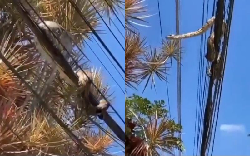 Vídeo: Jiboia surpreende moradores ao ser encontrada na rede elétrica de Campo Grande, Rio de Janeiro