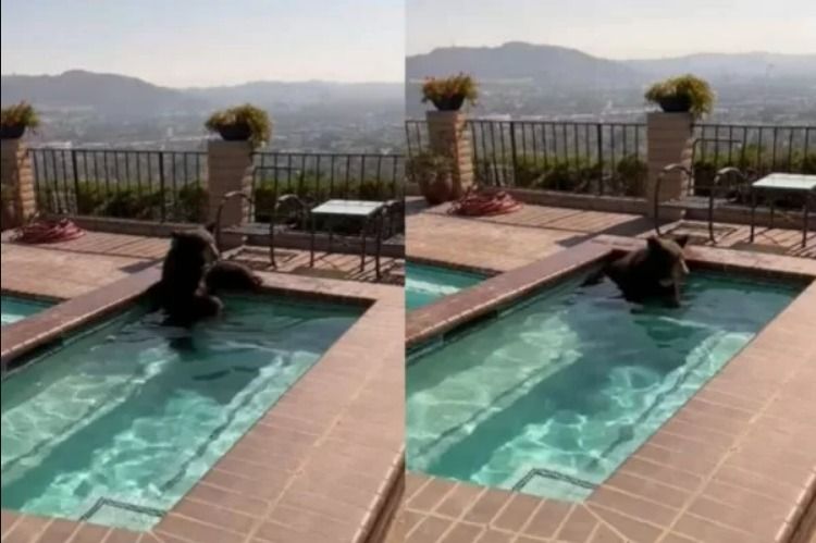 Vídeo: Urso invade piscina para se refrescar em onde de calor nos Estados Unidos
