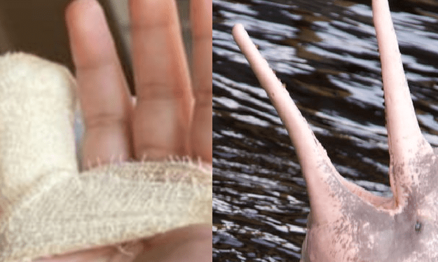 Boto tenta comer dedo de turista durante passeio ecológico no Amazonas