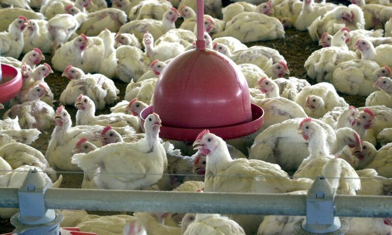Ministério da Agricultura alerta estados a declararem emergência zoosanitária devido à gripe aviária