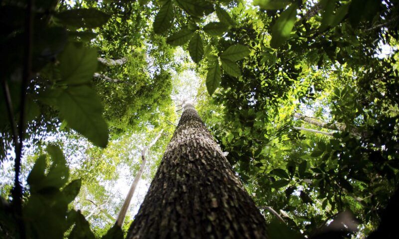 Região Amazônica tem diminuição de 33% em áreas com alerta de desmatamento