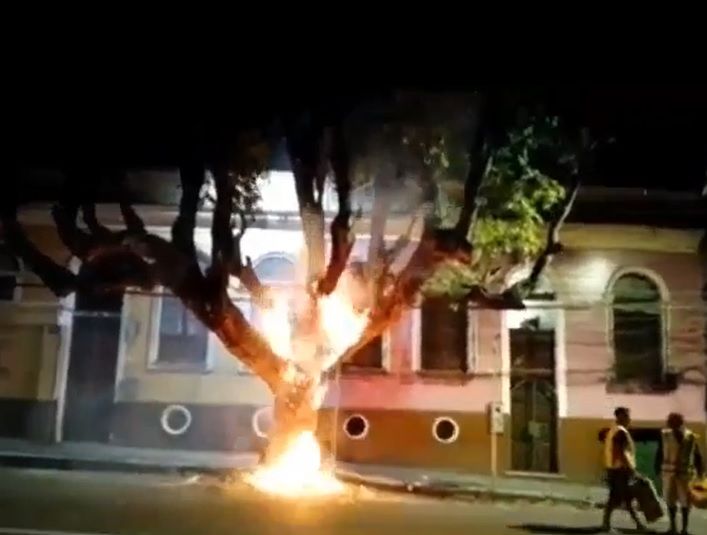 Vídeo: Semmas tenta descobrir quem incendiou árvore centenária em Manaus