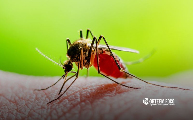 Amazonas ultrapassa 11,3 mil casos de dengue