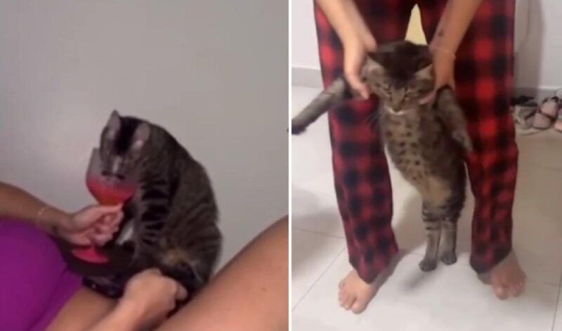 Após vídeo, advogada exonerada da Seap nega ter dado bebida alcoólica para gato