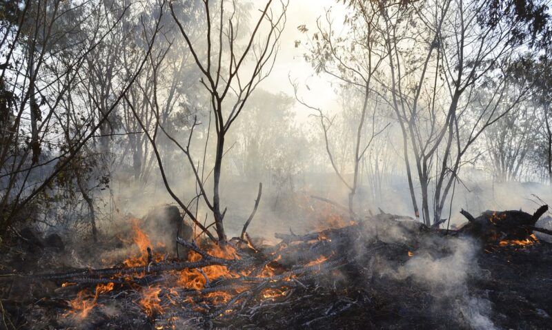 Por conta de queimadas, Amazonas entra em situação de emergência ambiental