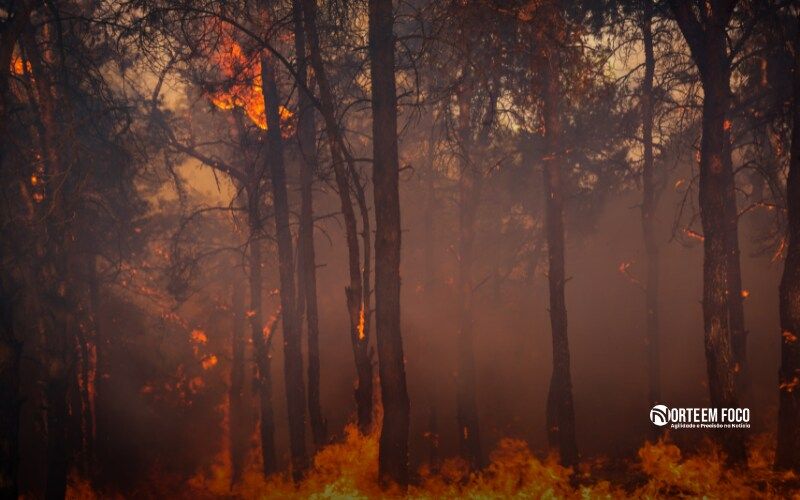 STF determina plano de combate a incêndios no Pantanal e na Amazônia