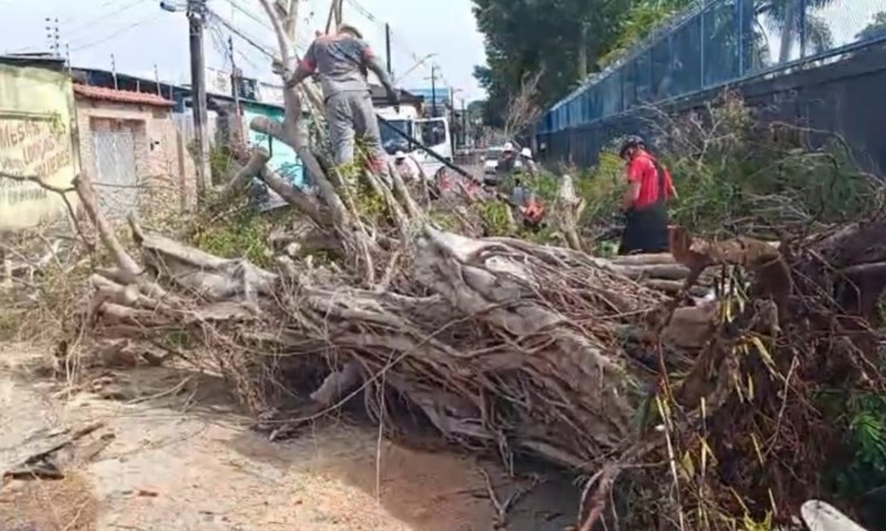 Temporal derruba árvore no bairro Dom Pedro; veja vídeo