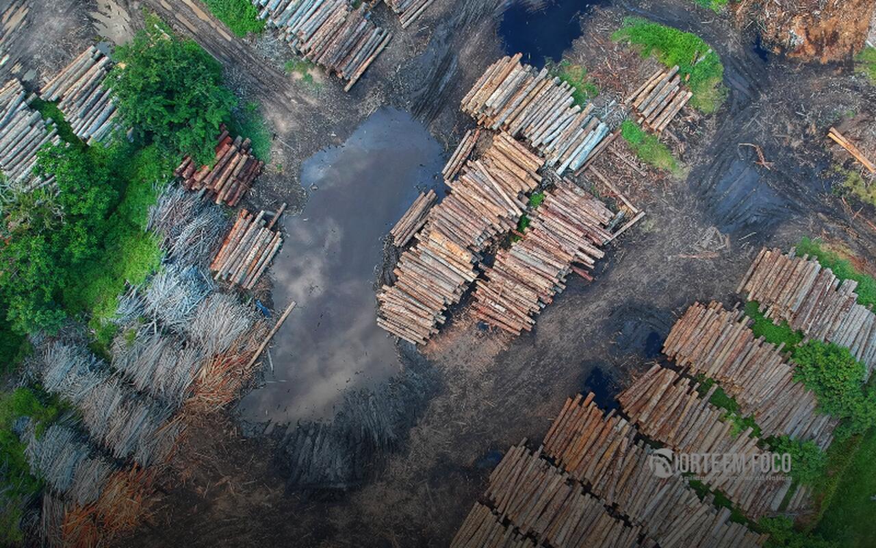 As três terras indígenas que lideram a exploração madeireira na Amazônia estão na área de influência da BR-319