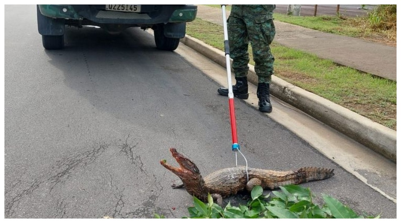 filhote de jacaré ferido é resgatado em avenida de Manaus