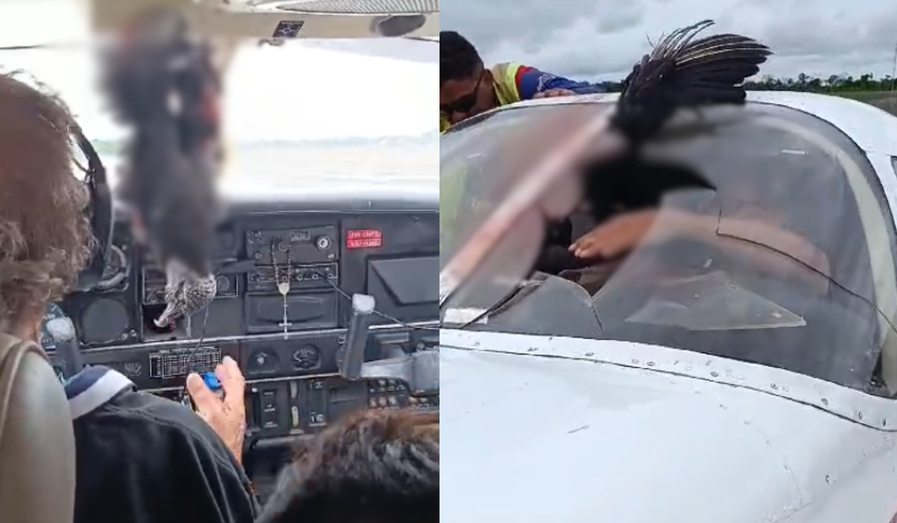 Perigo no ar: urubu se choca com avião, quebra vidro e morre no AM