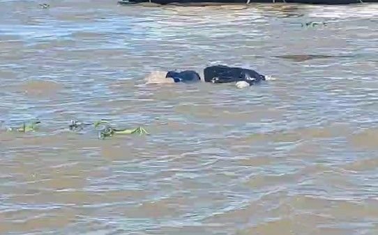 Foto: Divulgação Corpo de homem é encontrado boiando no rio Solimões no AM; veja vídeo