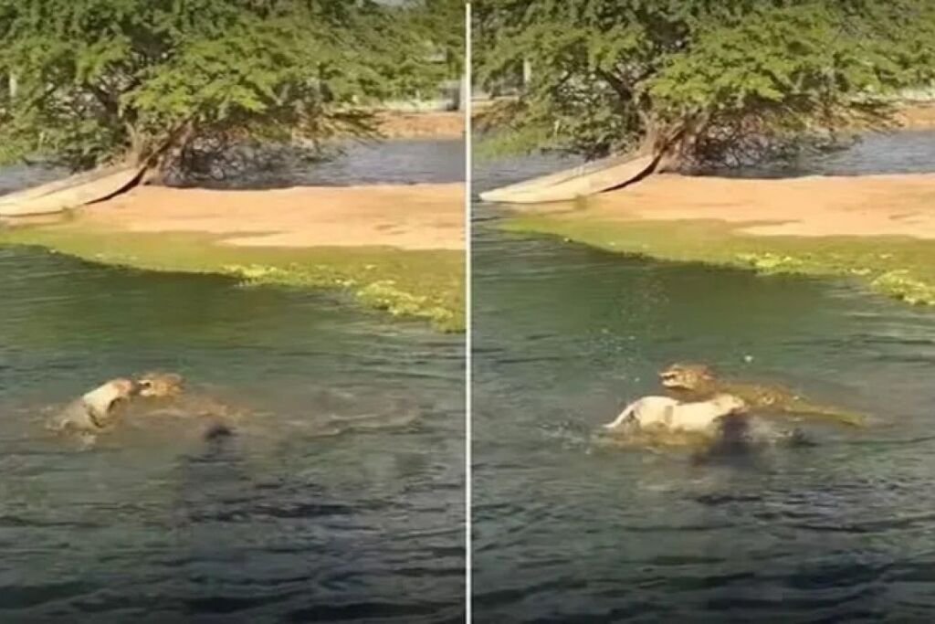 VÍDEO: cachorro escapa de ataque de jacaré em lagoa; VEJA VÍDEO: cachorro escapa de ataque de jacaré em lagoa; VEJA