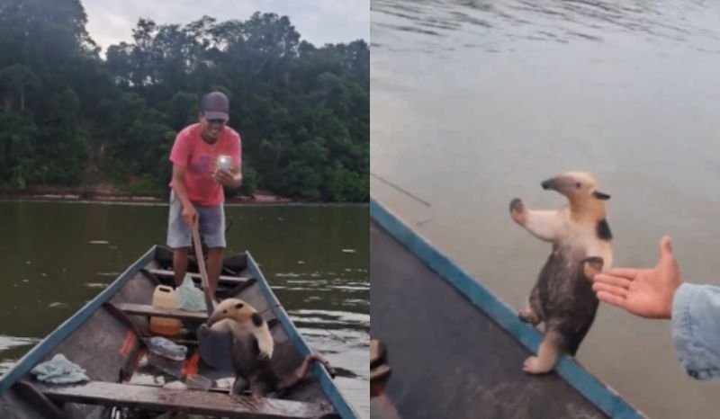 VÍDEO: pescadores resgatam tamanduá em rio, quase são ‘atacados’ e viralizam