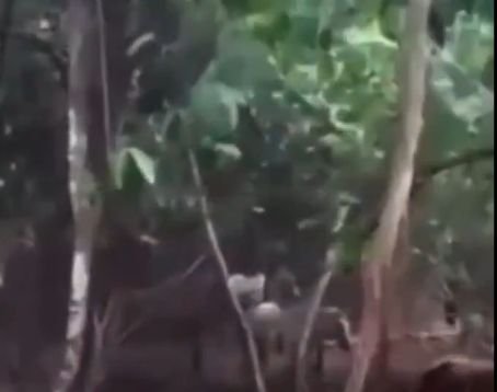 Abatedouro é fechado por vender carne de cavalo para fazer hambúrguer Abatedouro é fechado por vender carne de cavalo para fazer hambúrguer