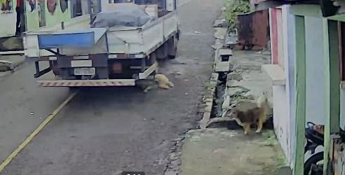 VÍDEO: câmera flagra caminhão atropelando cachorro no interior do AM