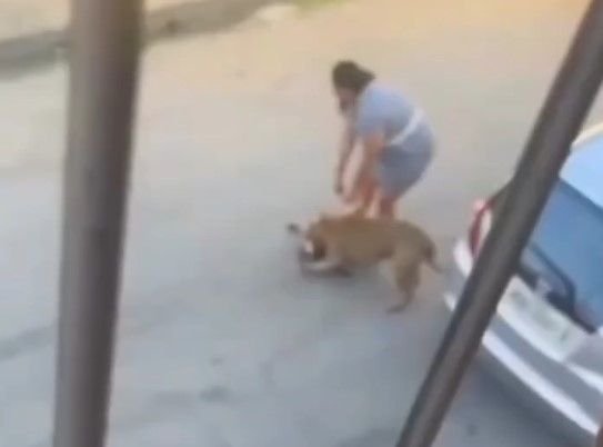 Pitbull ataca gato no meio da rua e tutora dispara: “Não mandei o gato fugir” Pitbull ataca gato no meio da rua e tutora dispara: “Não mandei o gato fugir”