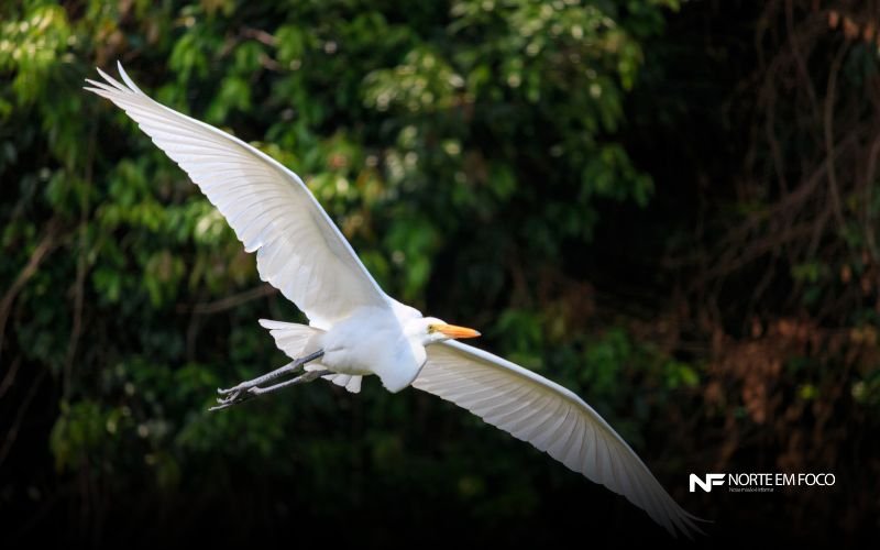 Garça-moura - Foto: Canva Reflorestamento permite volta de animais a mangue na Baía de Guanabara