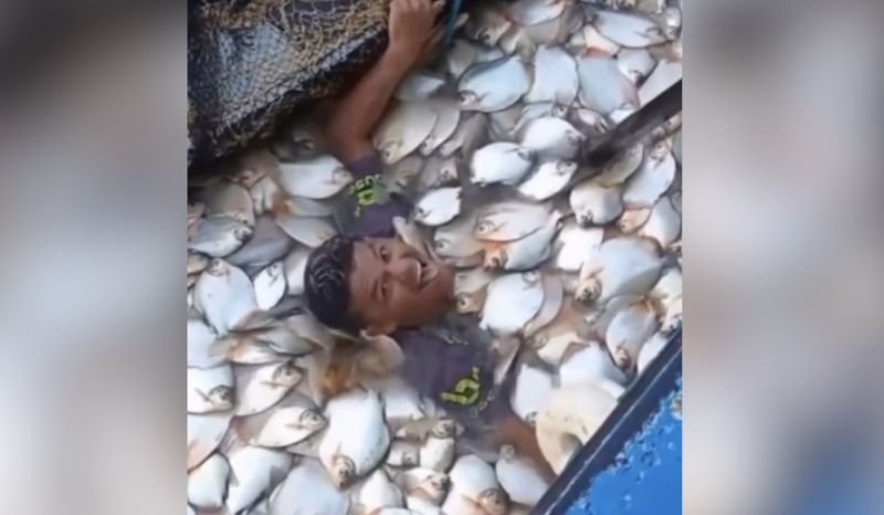 Vídeo de pescador mergulhando em ‘montanha’ de pacus no AM viraliza e simboliza fartura da vazante Vídeo de pescador mergulhando em ‘montanha’ de pacus no AM viraliza e simboliza fartura da vazante