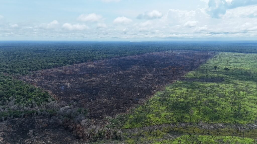 Maior área de floresta nativa destruída em 2025 no AM, com 2.345 hectares devastados dentro do Projeto de Assentamento Agroextrativista (PAE) Trocanã — Foto: Henrique Almeida/Ipaam
Maior desmatamento do ano no AM resulta em multa de R$ 24,3 milhões, diz Ipaam