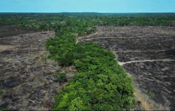 Amazonas é o 2º estado que mais explora madeira na Amazônia; Lábrea lidera ranking nacional de ilegalidade