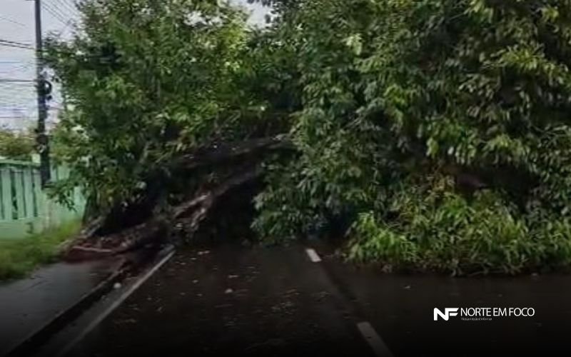Árvore Tomba Durante Temporal e Bloqueia Avenida Darcy Vargas em Manaus