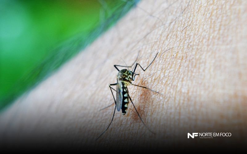 O vírus do chikungunya é transmitido através da picada do mosquito 'Aedes aegypti' - Foto: Canva Casos de chikungunya disparam 290% no Amazonas em 2025, aponta FVS-RCP