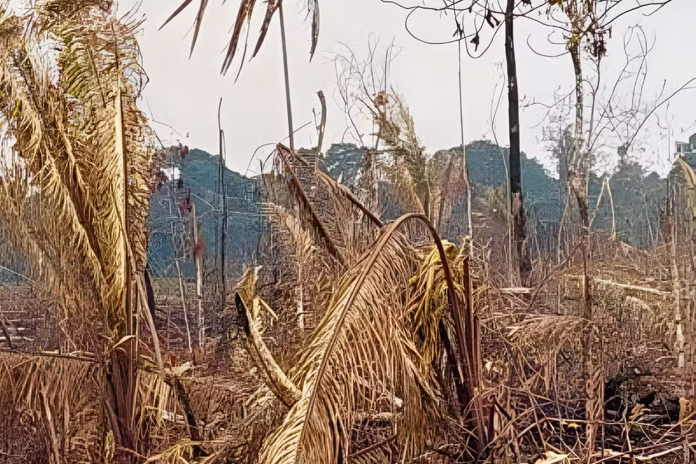 Justiça condena homem por desmatar ilegalmente área equivalente a 636 campos de futebol no Amazonas