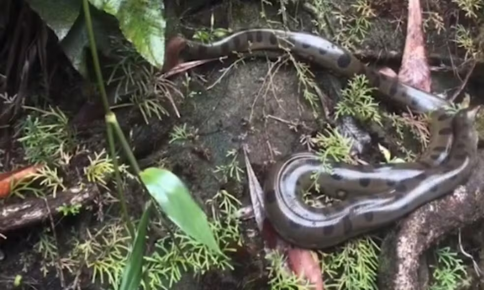 Cobra foi devolvida à natureza por guia de turismo. — Foto: Reprodução/Redes Sociais VÍDEO: Turistas se surpreendem com sucuri em cachoeira no AM; guia realoca animal e gera debate