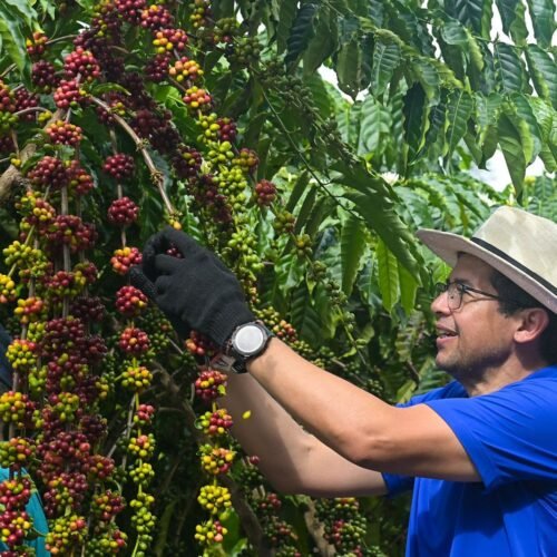 João Luiz acompanha colheita histórica do café Robusta Amazônico em Silves