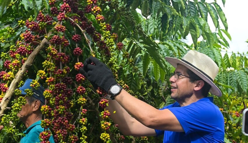 João Luiz acompanha colheita histórica do café Robusta Amazônico em Silves
