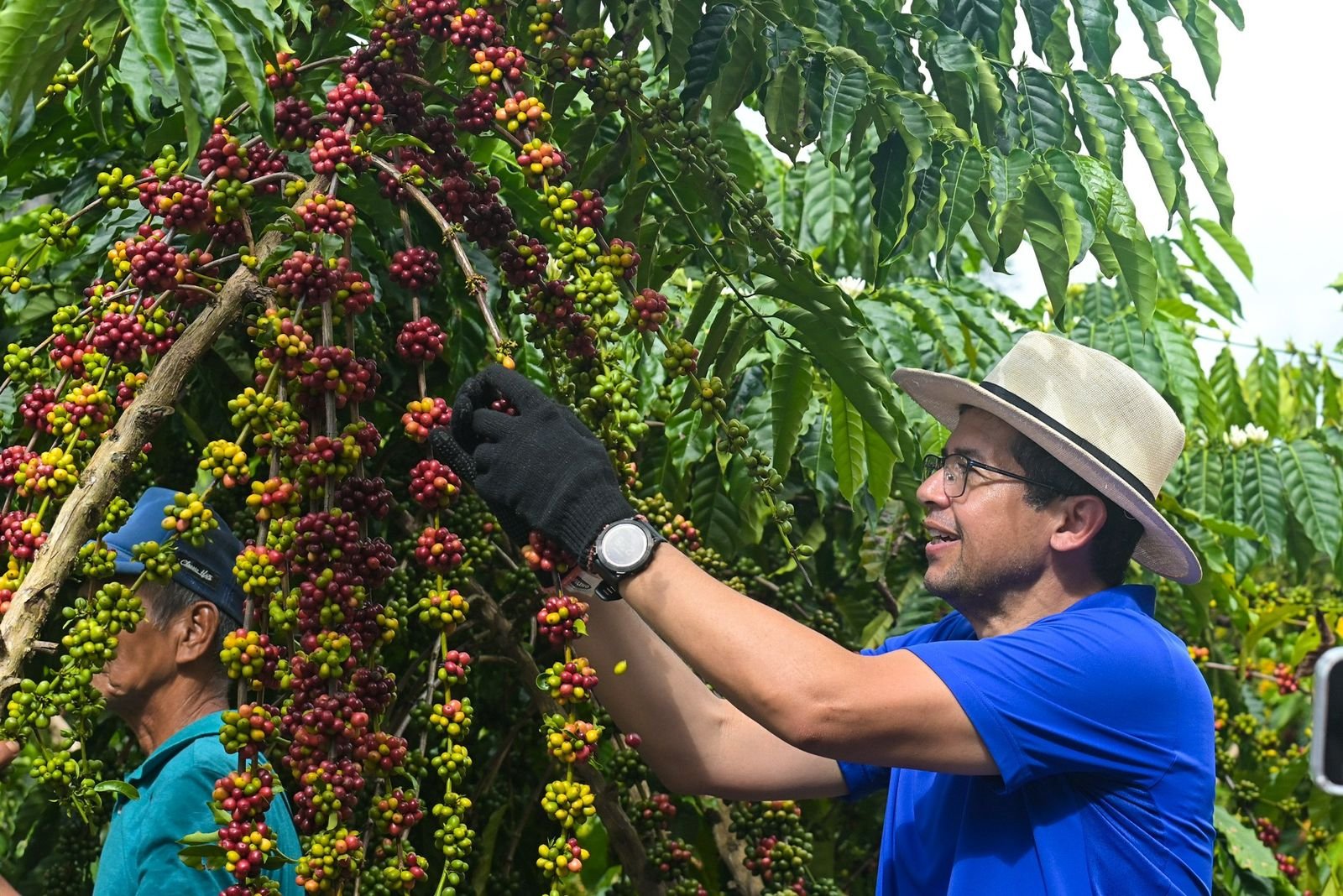 João Luiz acompanha colheita histórica do café Robusta Amazônico em Silves