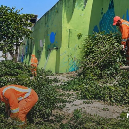 Prefeitura de Manaus corta árvores no Parque das Araras e população questiona ação